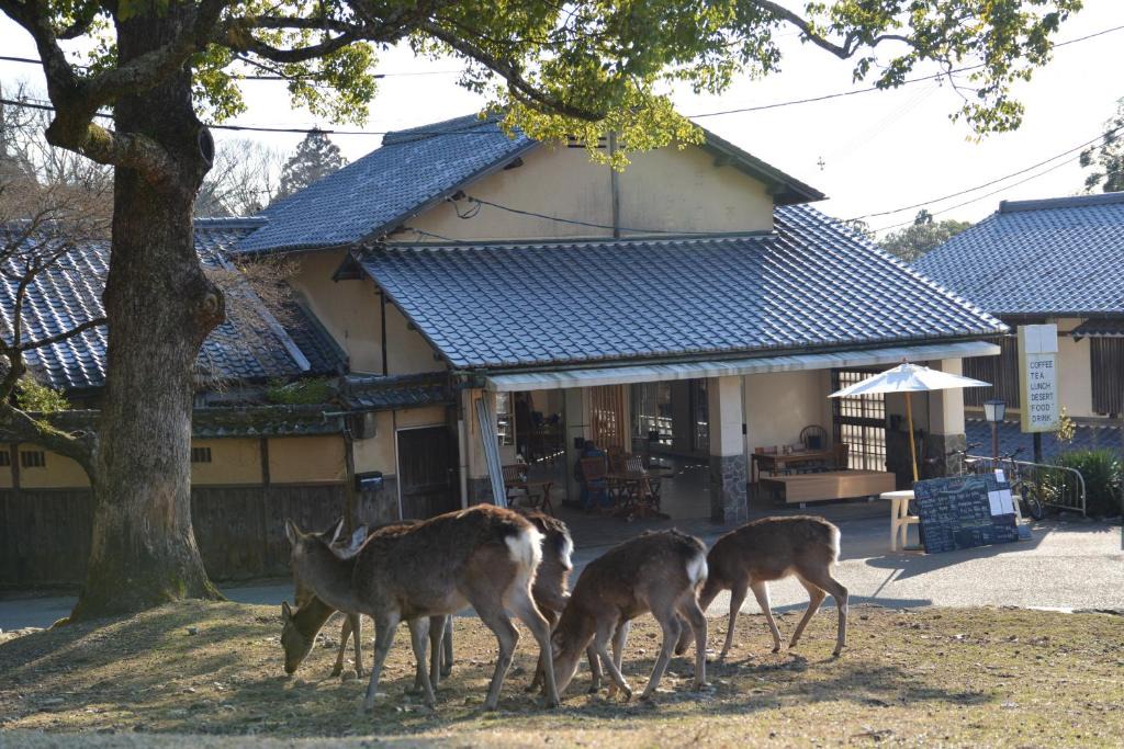 Nara House | The Deer Park Inn