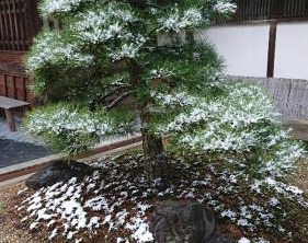 Chikurinin Gunpoen | Yoshino