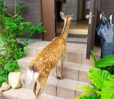 Nara Bed & Breakfast | Bed and breakfast ∙ 3 guests