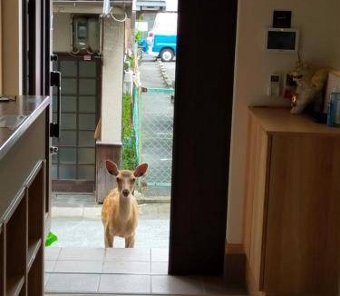 Nara Bed & Breakfast | Bed and breakfast ∙ 3 guests