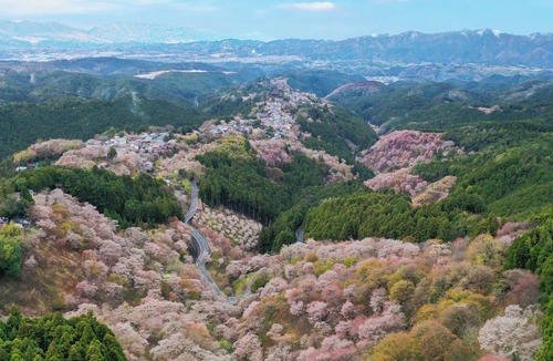 Yoshino Bed & Breakfast | Breakfast Provided,Vegan Friendly-Experience Music & Nature at traditonal Home2