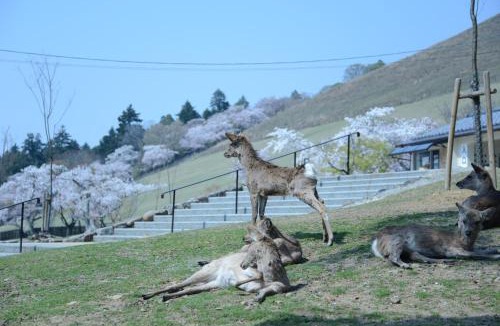 Nara House | The Deer Park Inn