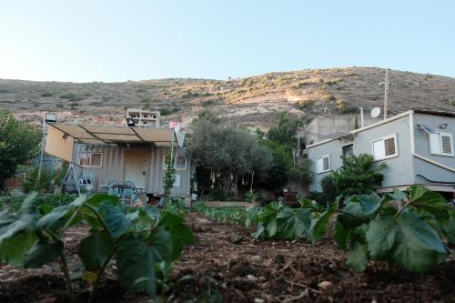 Olive tiny house in Tuval
