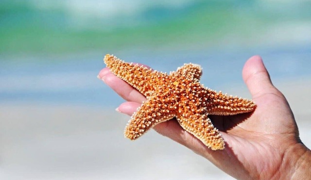 Salty Starfish: Work-Play-Relax-Beach-Bay-Pets OK in Long Beach