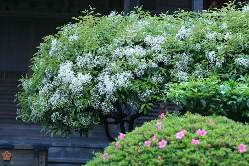 Photo of Others in Yoshino