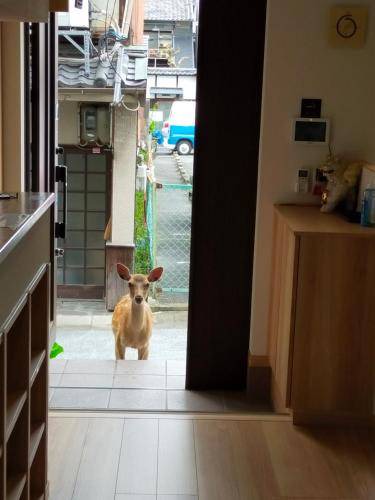 Photo of Others in Nara