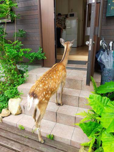 Photo of Others in Nara