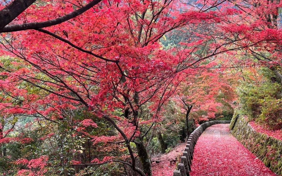 Photo of Others in Yoshino