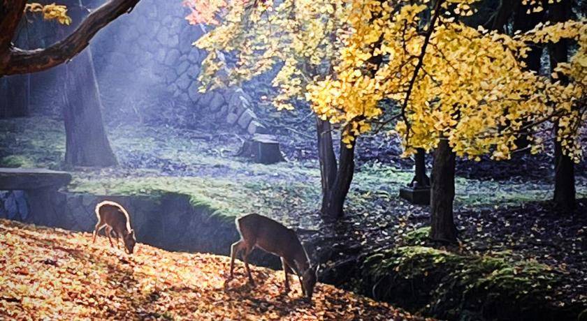 Photo of Others in Nara