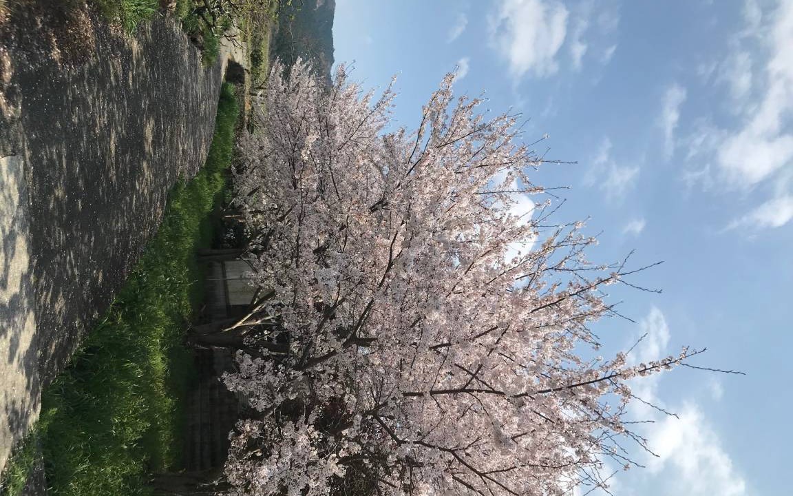 Photo of Others in Tenri
