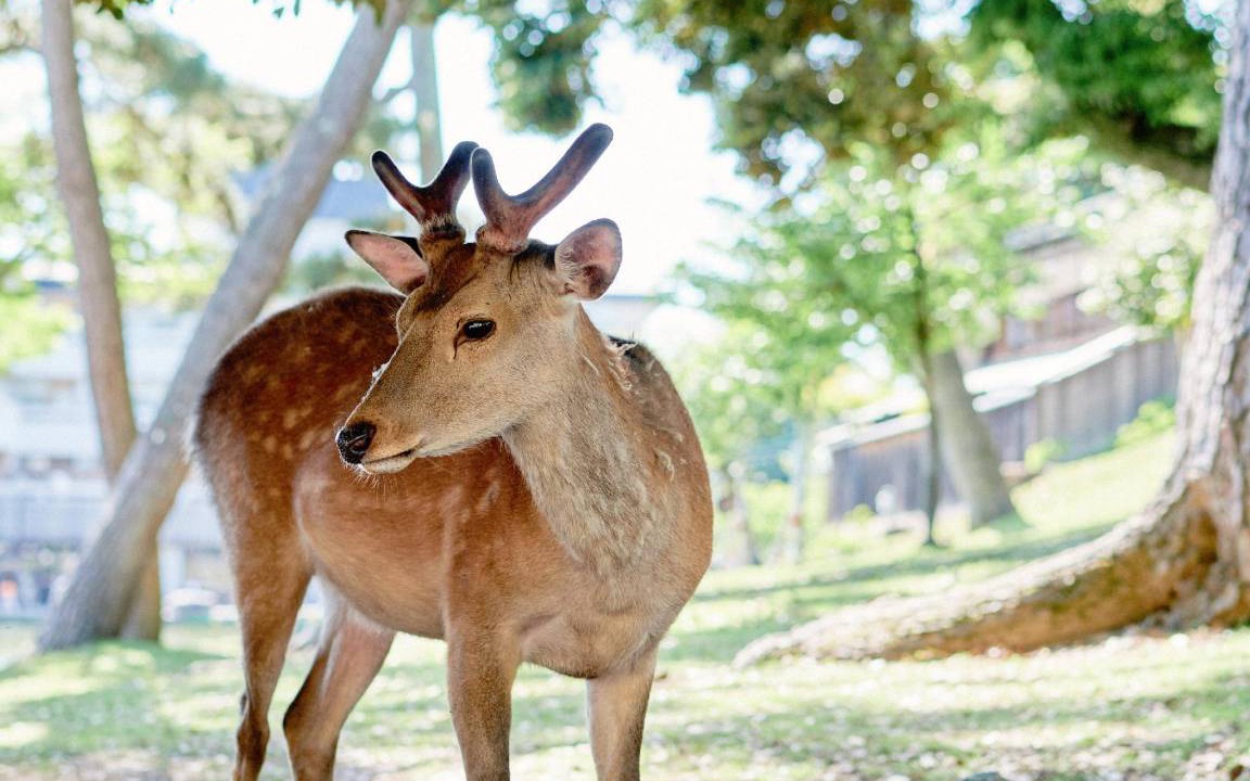 Photo of Others in Nara
