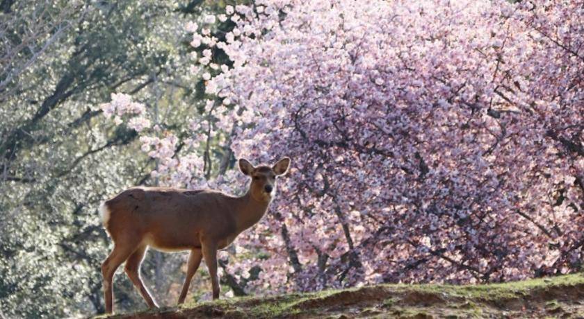 Photo of Others in Nara