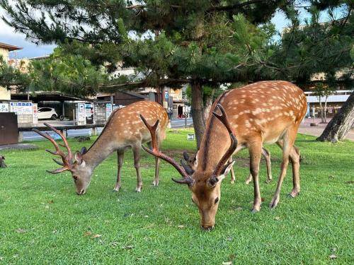 Photo of Others in Nara