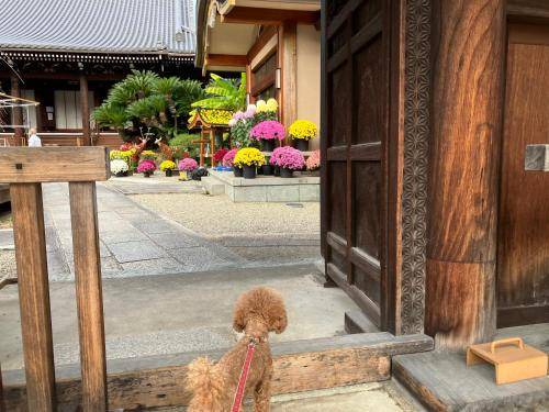 Photo of Others in Nara