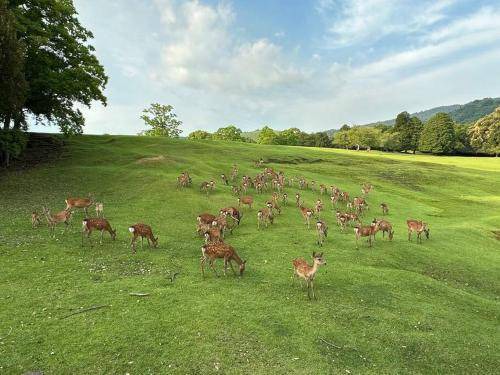 Photo of Others in Nara