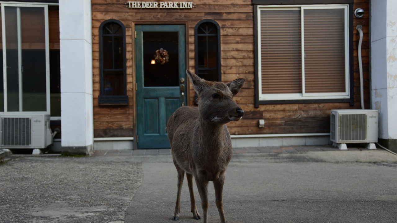 Photo of Outdoor in Nara