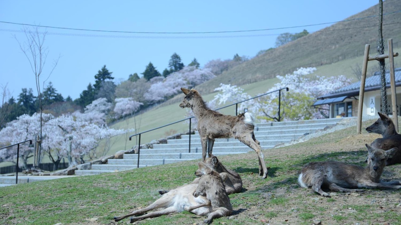 Photo of Outdoor in Nara
