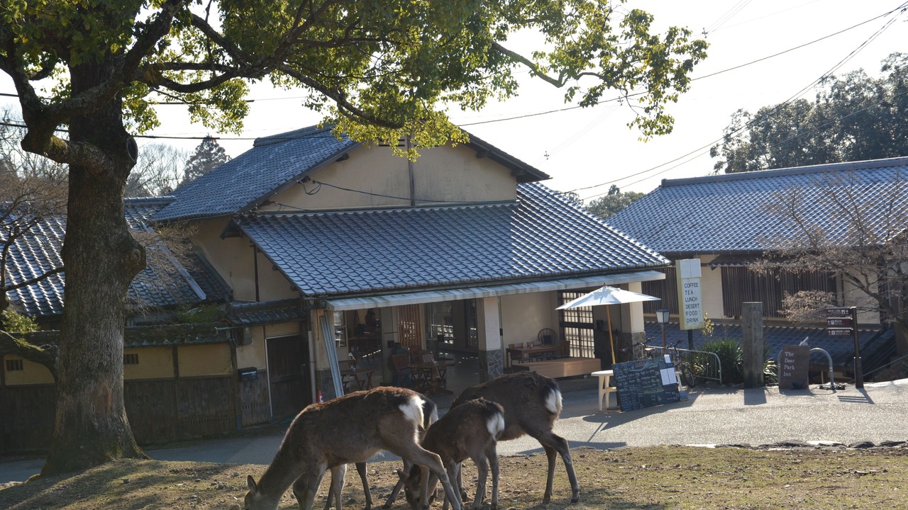 Photo of Outdoor in Nara
