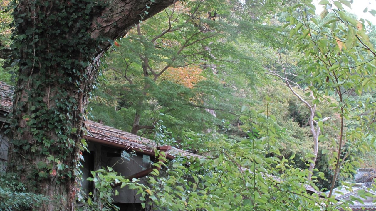 Photo of Outdoor in Nara