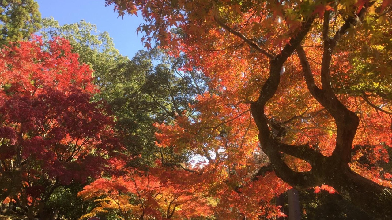 Photo of Outdoor in Nara