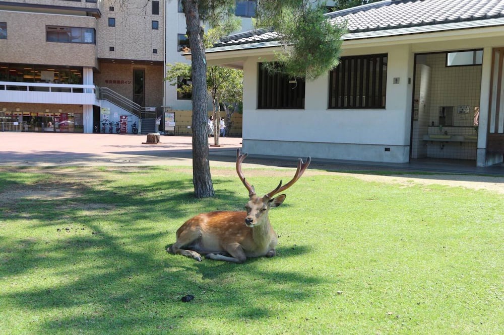 Photo of Others in Nara