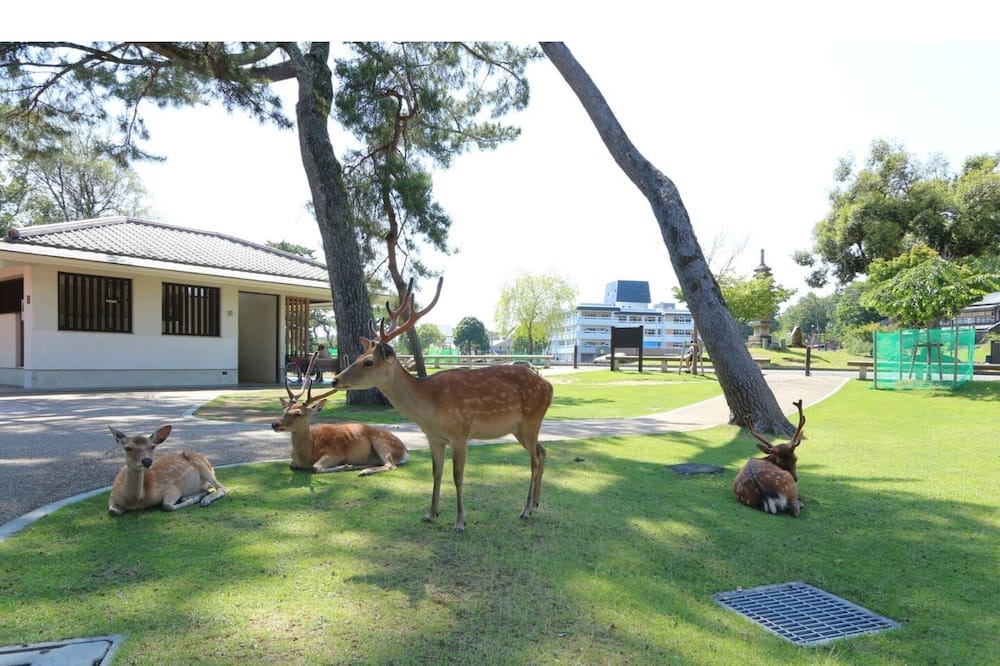 Photo of Others in Nara