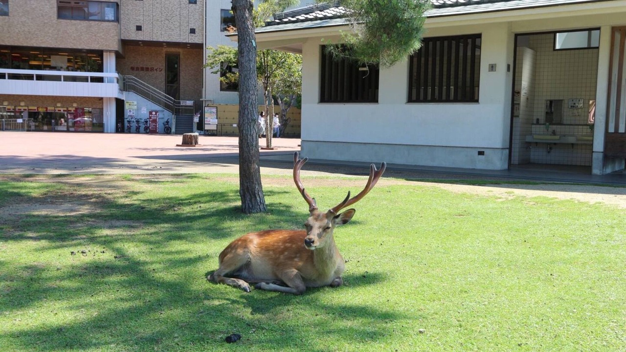 Photo of Outdoor in Nara