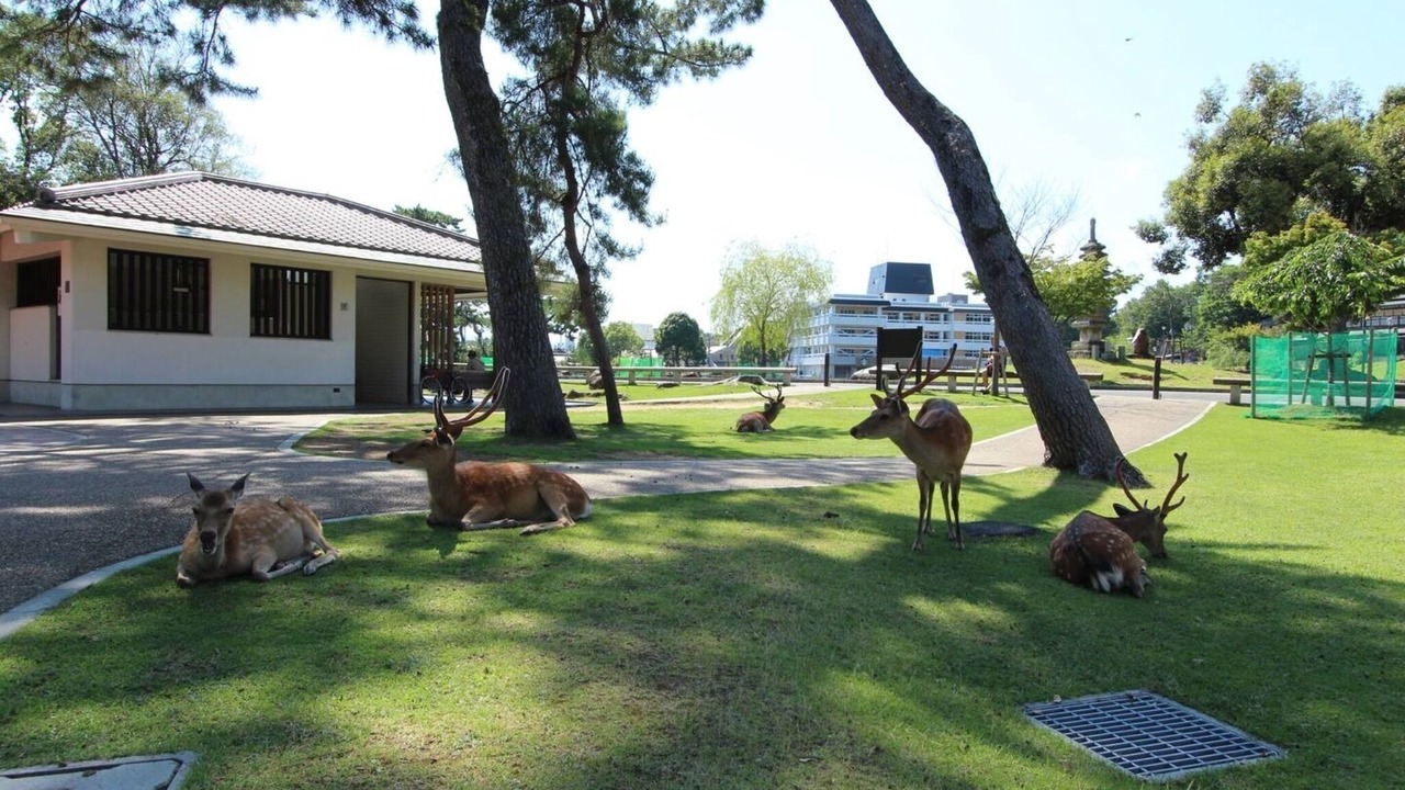 Photo of Outdoor in Nara