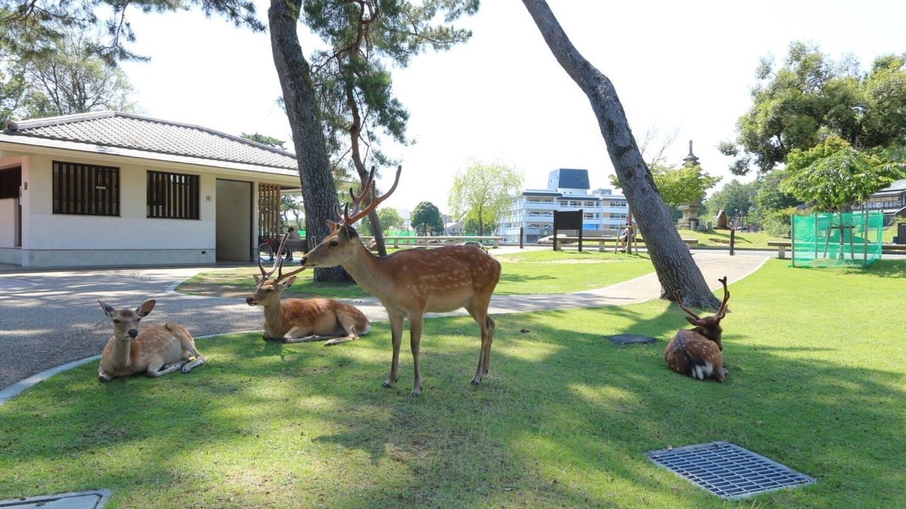 Photo of Outdoor in Nara
