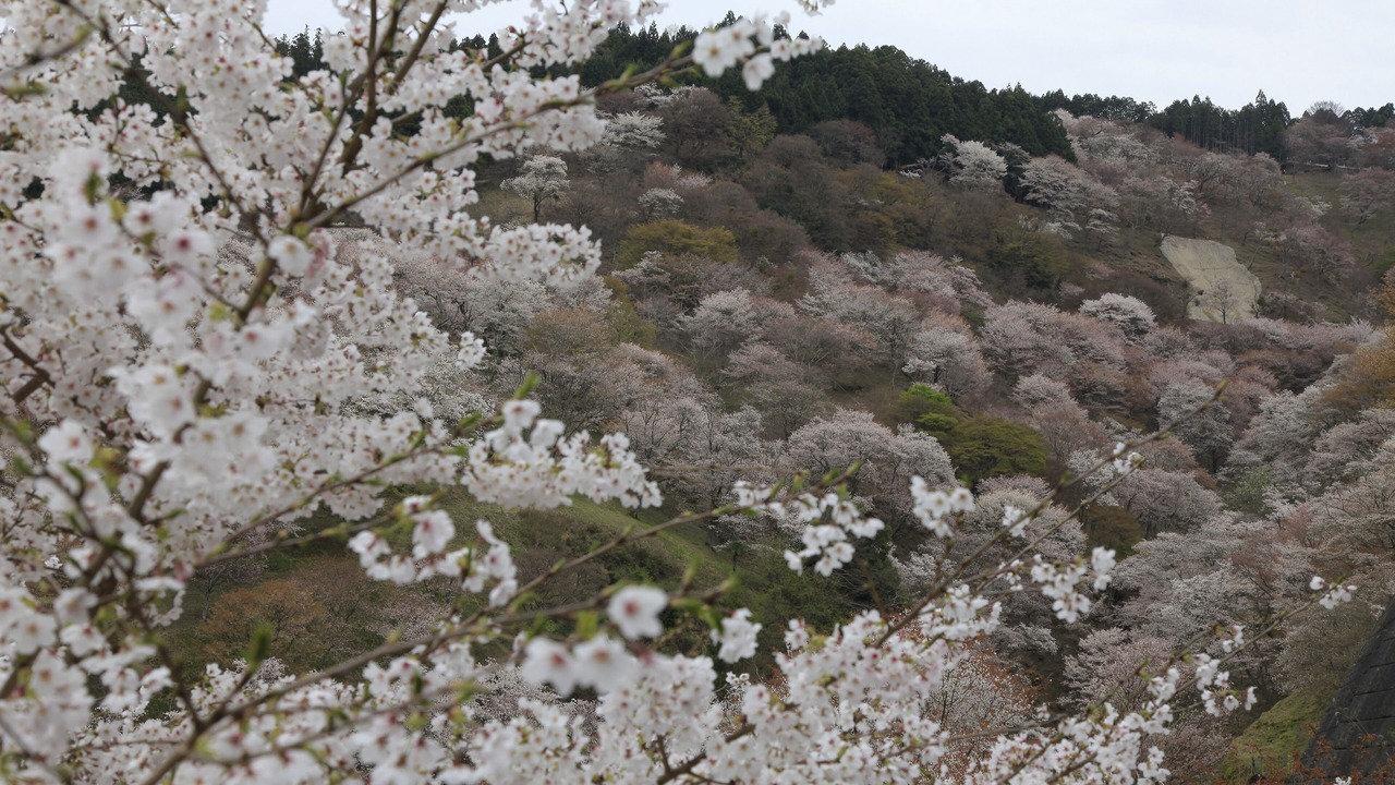Photo of Outdoor in Yoshino