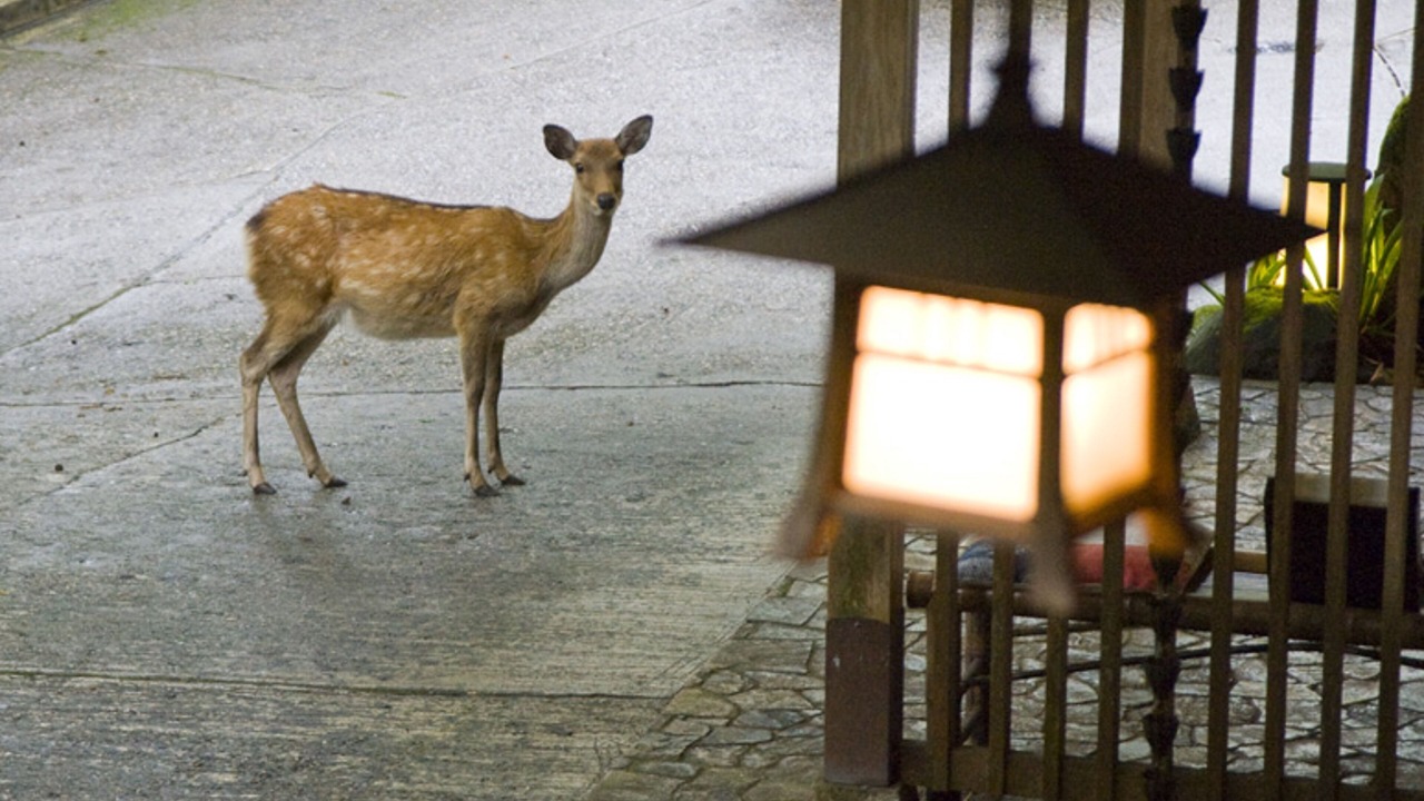 Photo of Outdoor in Nara