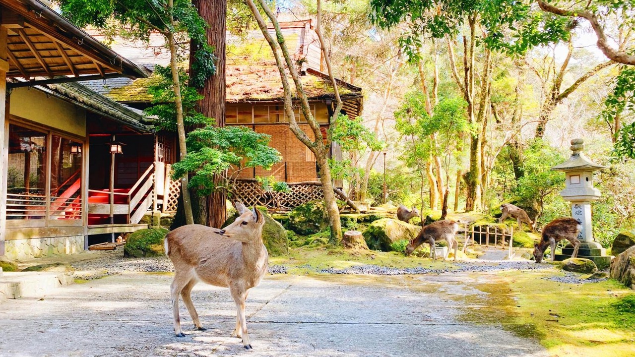 Photo of Outdoor in Nara