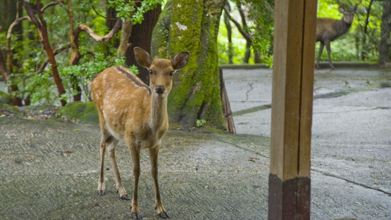 Photo of Outdoor in Nara