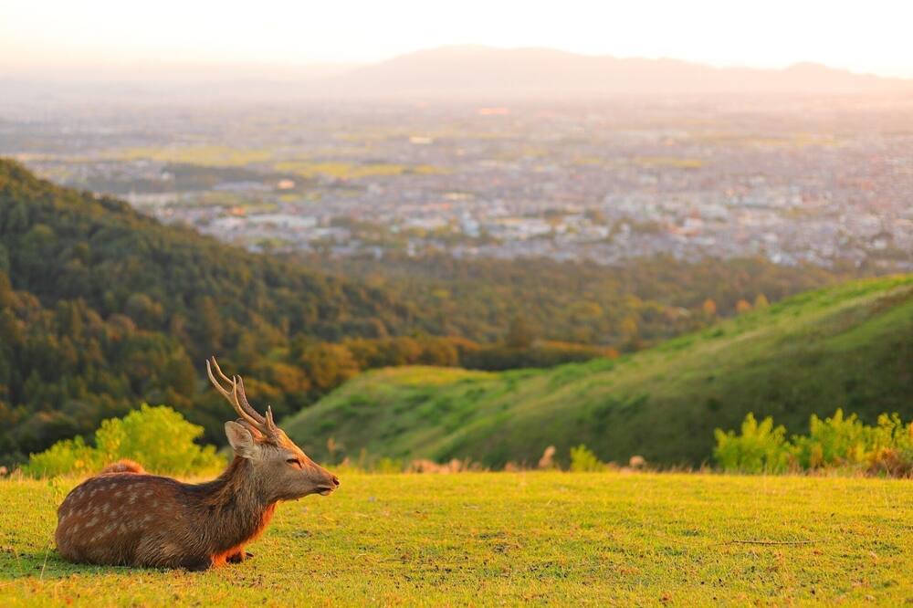 Photo of Others in Nara
