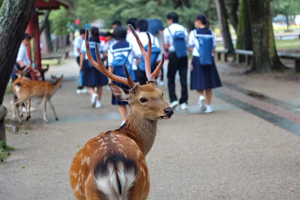 Photo of Others in Nara