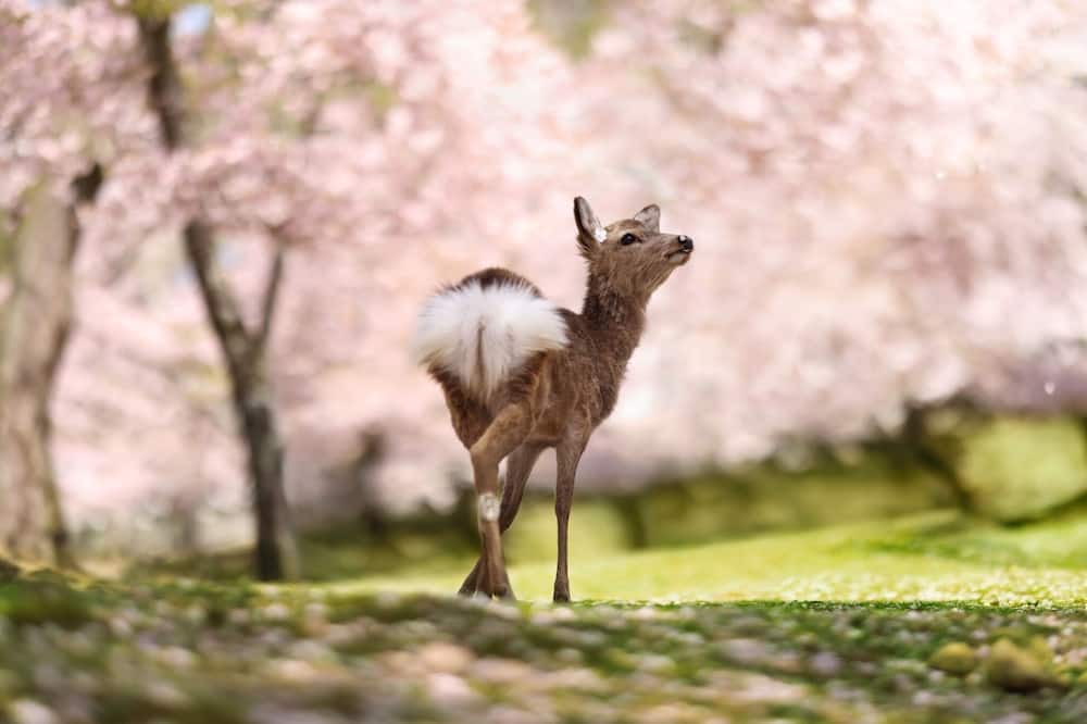 Photo of Others in Nara