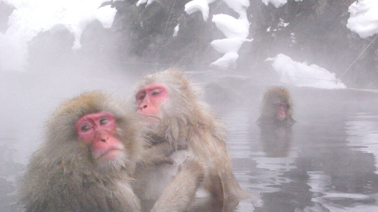 Photo of Others in Yudanaka Shibu Onsen