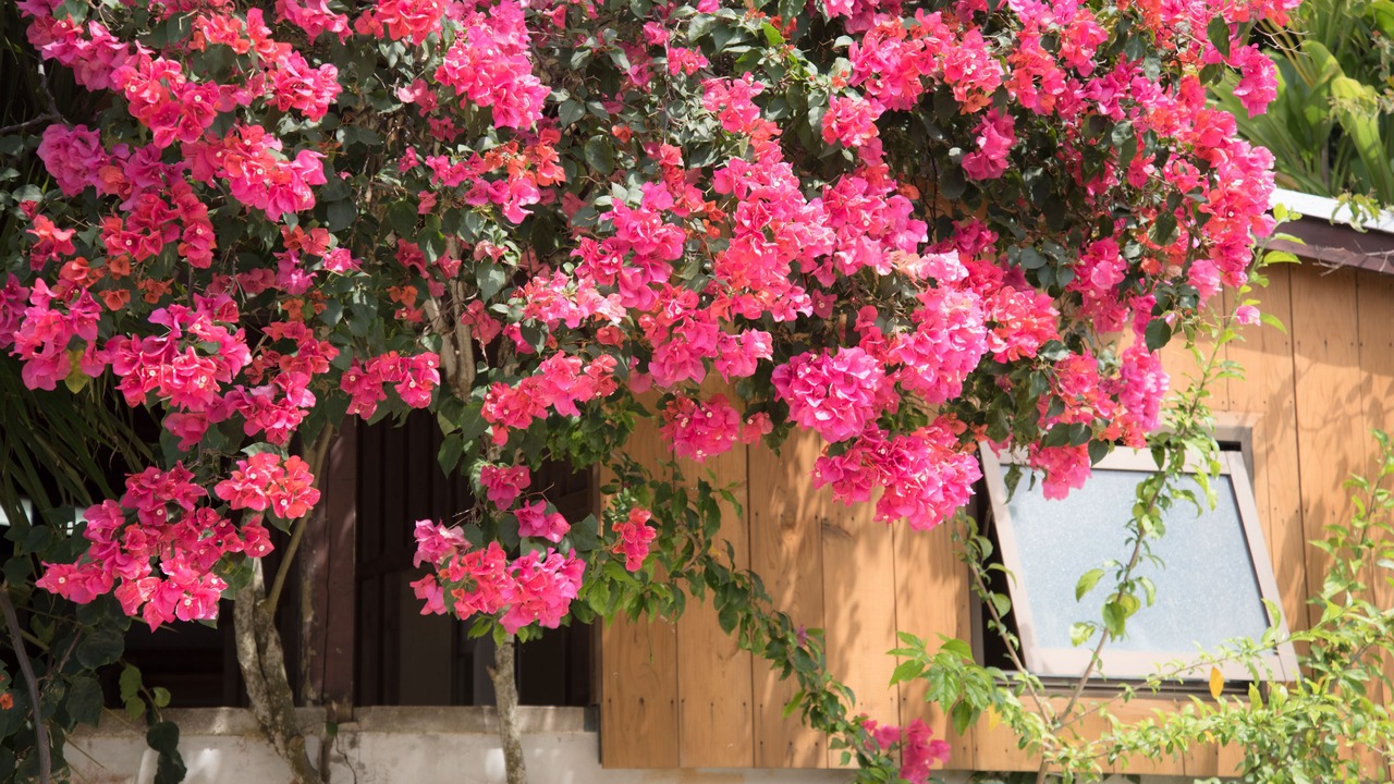 Photo of Outdoor in Taketomi-jima Taketomi-cho
