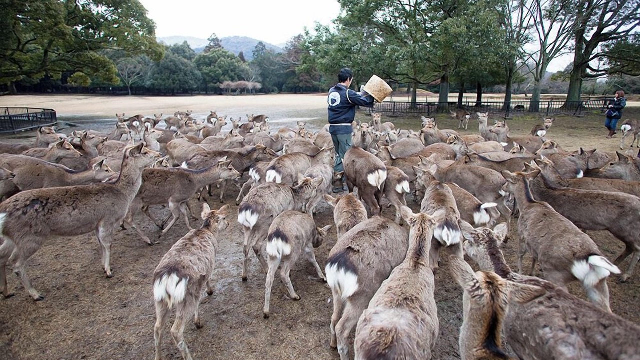 Photo of Others in Nara