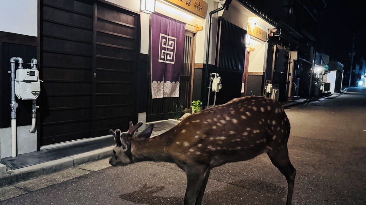 Photo of Outdoor in Nara