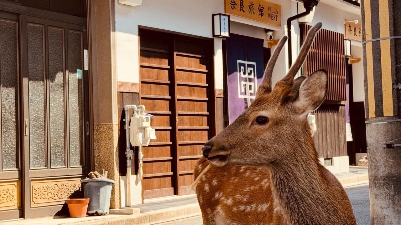 Photo of Outdoor in Nara