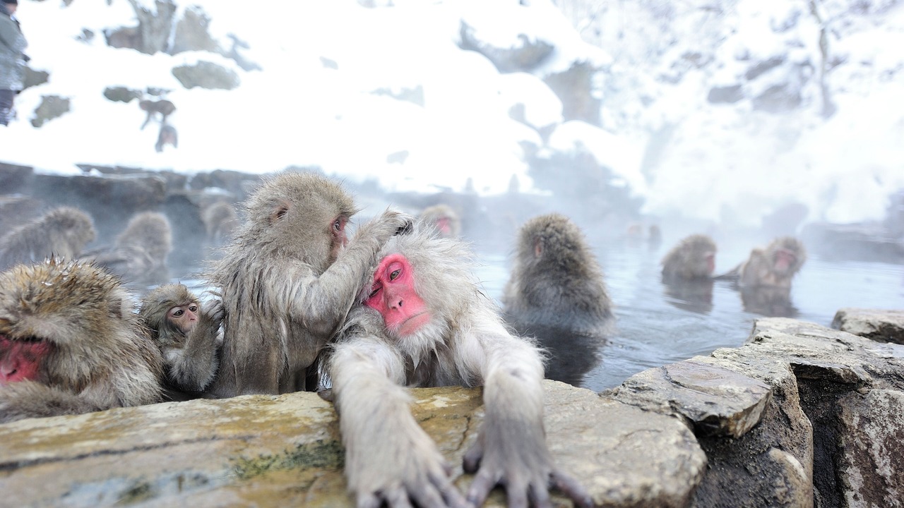 Photo of Outdoor in Yudanaka Shibu Onsen