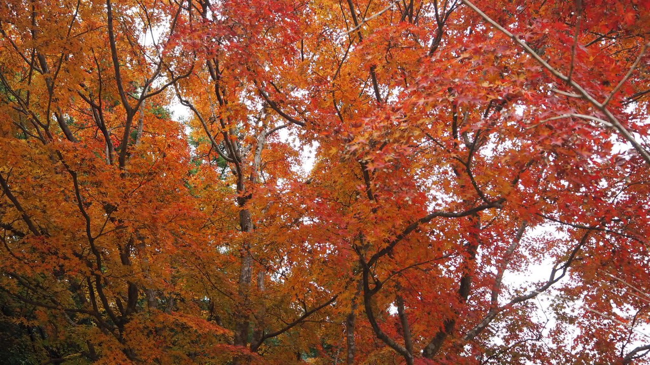 Photo of Others in Yamatotakada