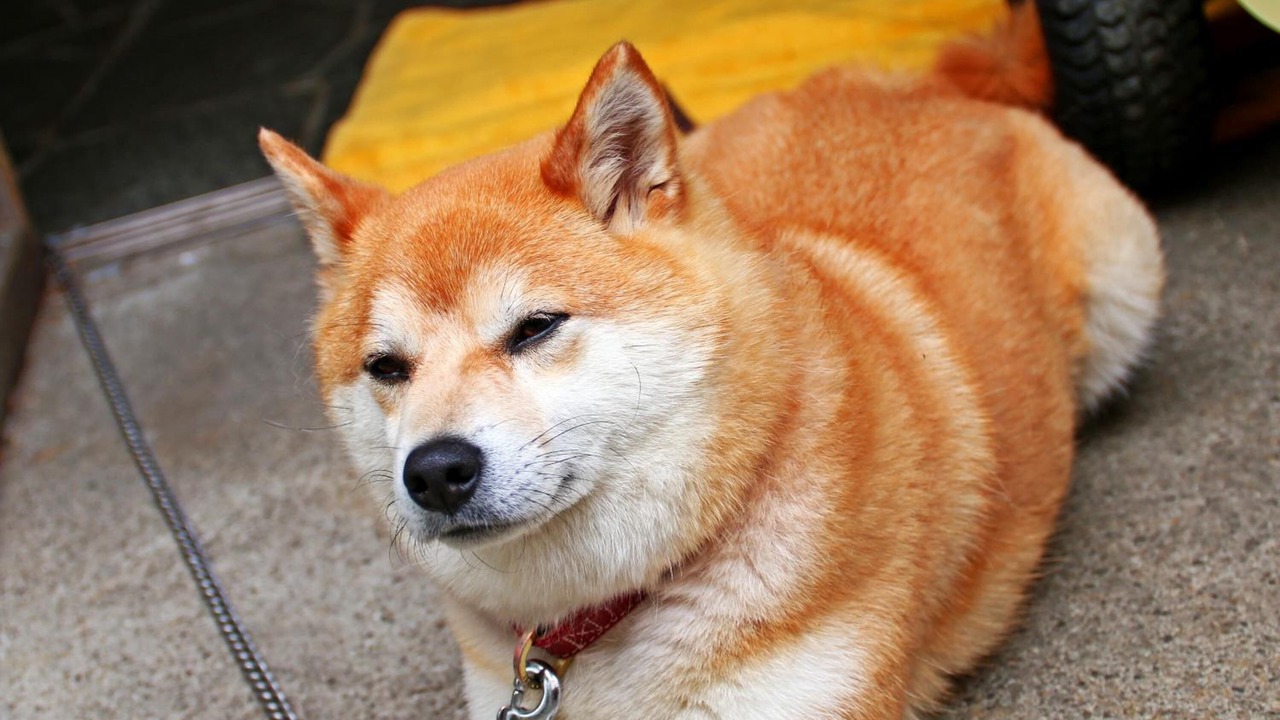 Photo of Others in Yoshino