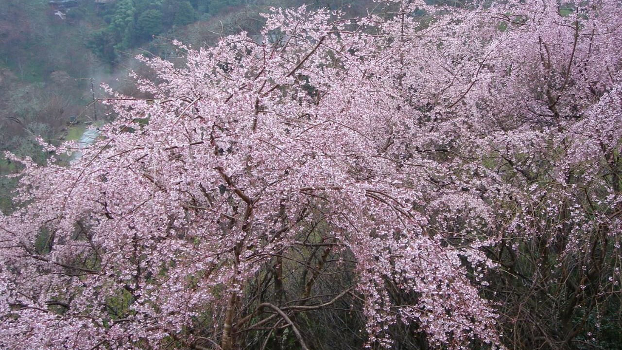 Photo of Outdoor in Yoshino