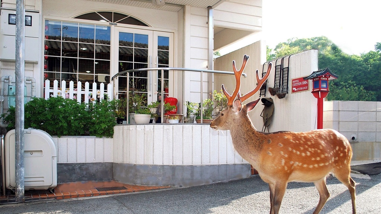 Photo of Others in Nara