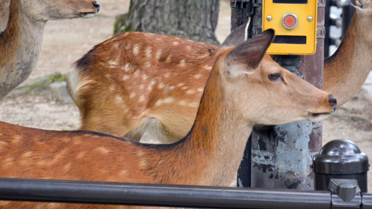 Photo of Others in Nara