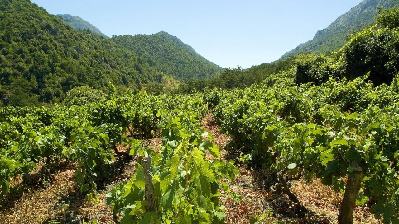 Photo of Others in Vela Luka