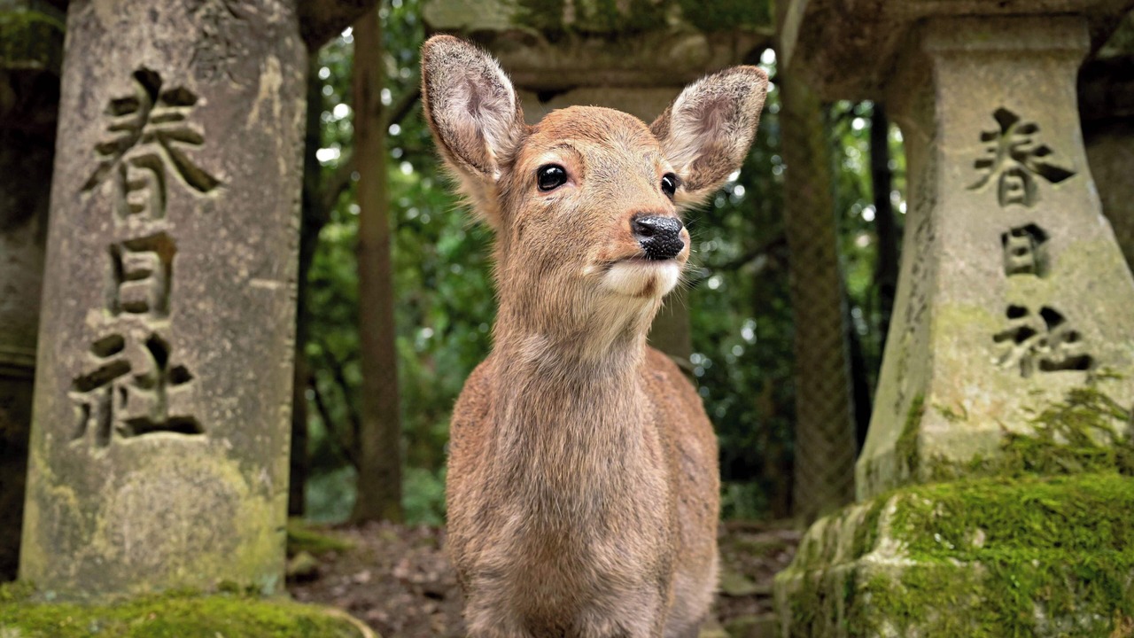 Photo of Others in Nara