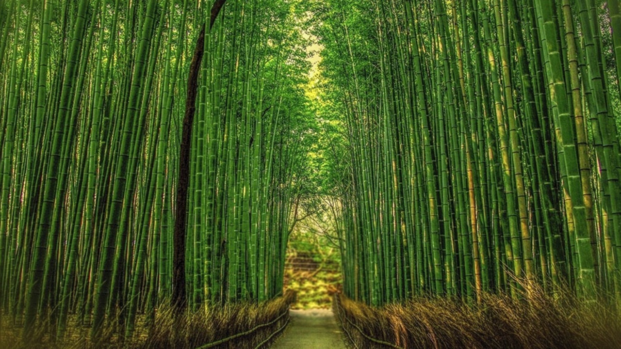 Photo of Others in Arashiyama